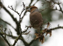Hawfinch